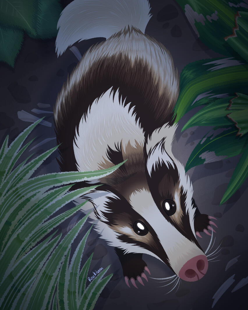 piece done for the Mustelizine