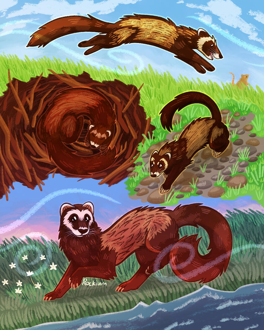 piece done for the Mustelizine